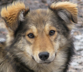 Bild Hund