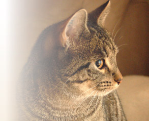 Bild Katze