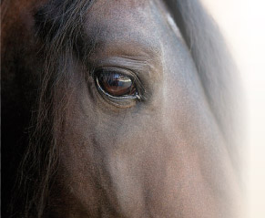 Bild Pferd